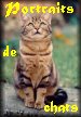 Portraits de chats