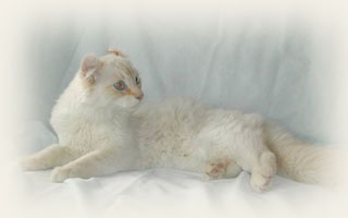 American Curl - Cliquez sur l'image