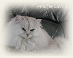 British Longhair - Cliquez sur l'image