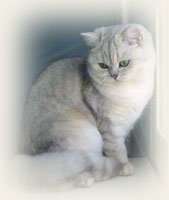 British Shorthair - Cliquez sur l'image