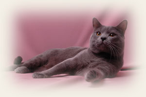 Chartreux - Cliquez sur l'image