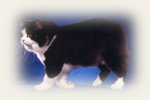 Chat de l'Ile de Man Longhair (ou Cymric)