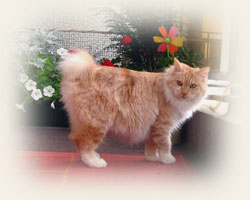 Kurilian Bobtail - Cliquez sur l'image