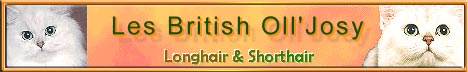 British Longhair & Shorthair