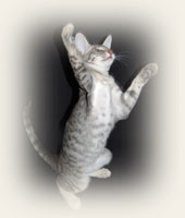 Oriental Shorthair - Cliquez sur l'image