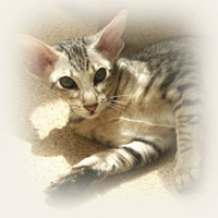 Oriental Shorthair - Cliquez sur l'image