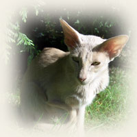 Oriental Shorthair - Cliquez sur l'image