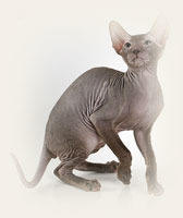 Peterbald - Cliquez sur l'image