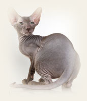 Peterbald - Cliquez sur l'image