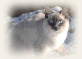 Ragdoll - Cliquez sur l'image