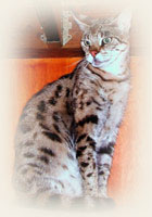 Savannah - Cliquez sur l'image