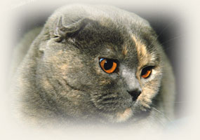 Scottish Fold - Cliquez sur l'image