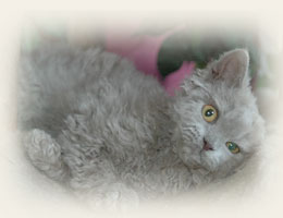 Selkirk Rex - Cliquez sur l'image