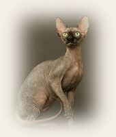 Sphynx - Cliquez sur l'image