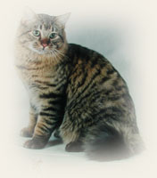 American Bobtail - Cliquez sur l'image