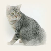 American Bobtail - Cliquez sur l'image