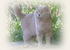 British Shorthair - Cliquez sur l'Image