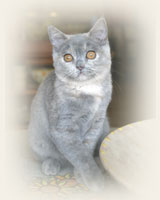 British Shorthair - Cliquez sur l'image