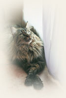 Main Coon - Cliquez sur l'image