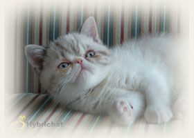 Exotic Shorthair - Cliquez sur l'Image