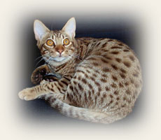 Ocicat - Cliquez sur l'image