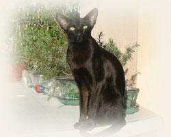 Oriental Shorthair - Cliquez sur l'image