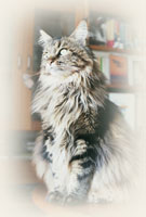 Main Coon - Cliquez sur l'image