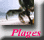 Plages