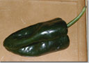 Chile Poblano