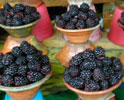 Moras