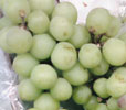 Uva blanco